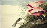 John James Audubon Canvas Paintings - Roseate Spoonbill